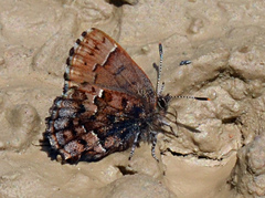 Callophrys lanoraieensis