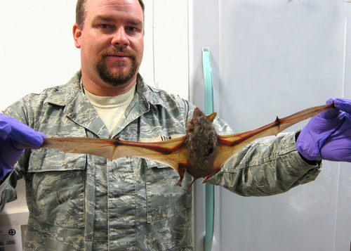 Naked-rumped Tomb Bat