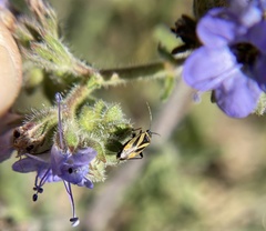 Plagiognathus moerens