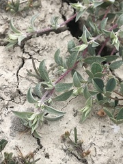 Atriplex coulteri