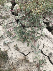 Atriplex coulteri