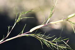 Muhlenbergia dumosa