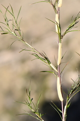 Muhlenbergia dumosa