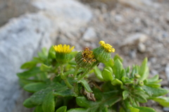 Senecio sterquilinus