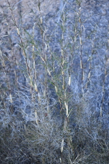 Muhlenbergia dumosa