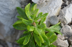 Senecio sterquilinus