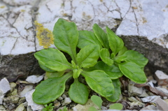 Senecio sterquilinus