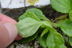 Senecio sterquilinus