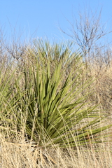 Yucca baccata brevifolia