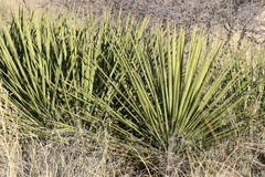Yucca baccata brevifolia