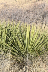 Yucca baccata brevifolia