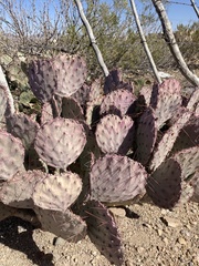 Opuntia azurea