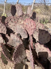 Opuntia azurea
