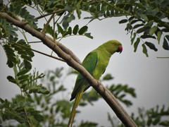 Psittacula krameri