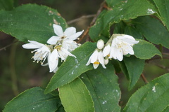 Deutzia