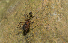 Epedanidae