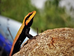 Psammophilus dorsalis