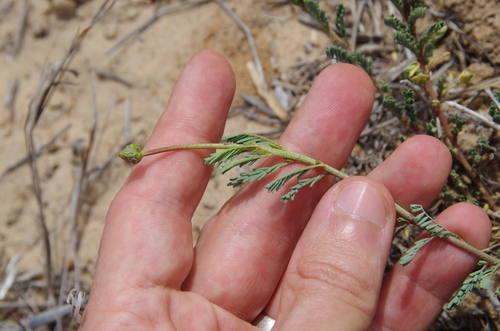 Dune Dalea (Dalea austrotexana)