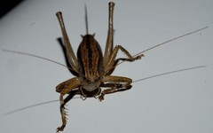 Requena baraya