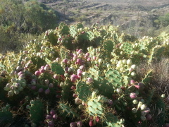 Opuntia stricta