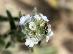 Plagiognathus moerens