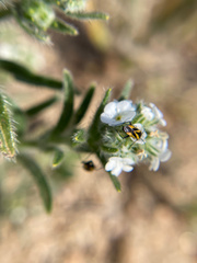 Plagiognathus moerens