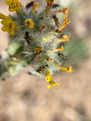 Plagiognathus moerens