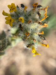 Plagiognathus moerens