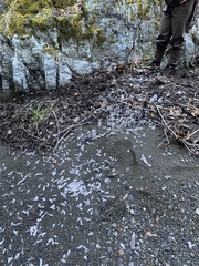 Patagioenas fasciata