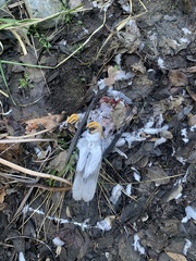 Patagioenas fasciata