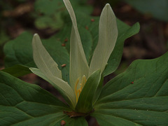 Trillium albidum