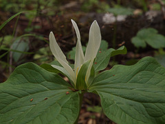 Trillium albidum
