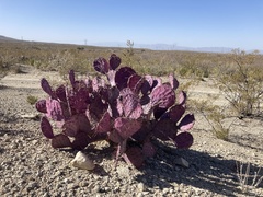 Opuntia azurea