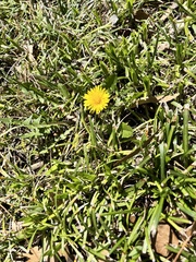 Taraxacum