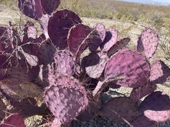 Opuntia azurea