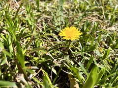 Taraxacum