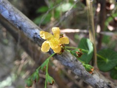 Hypericum connatum