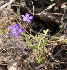 Gilia nevinii