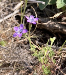 Gilia nevinii