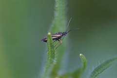 Plagiognathus moerens