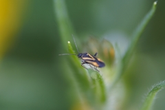 Plagiognathus moerens