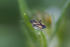 Plagiognathus moerens