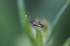 Plagiognathus moerens