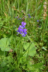 Viola declinata