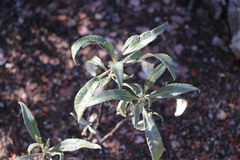 Eriodictyon trichocalyx lanatum