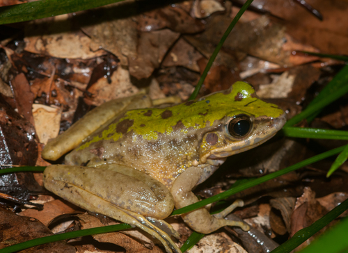Swinhoe's frog, photo 6 of 8