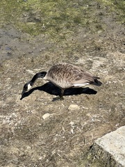 Branta canadensis