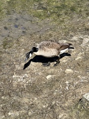 Branta canadensis