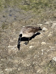 Branta canadensis
