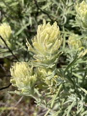 Castilleja grisea
